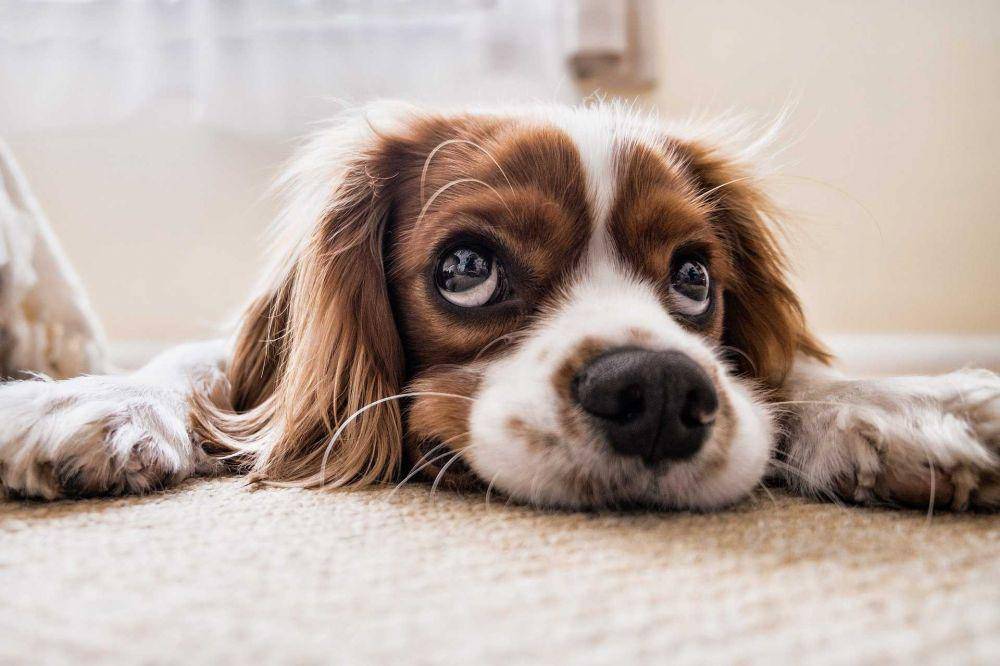 ilustrasi anjing (pixabay.com/PicsbyFran)