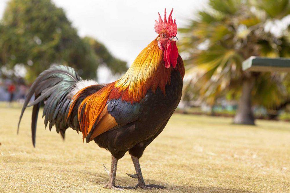 ilustrasi ayam (pixabay.com/Pexels)