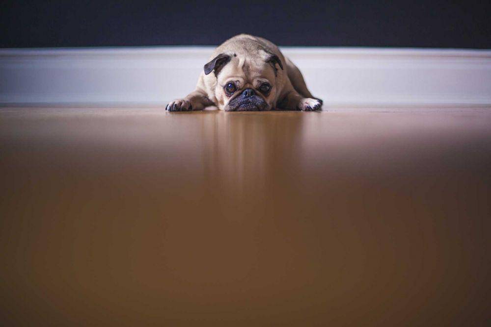 ilustrasi anjing (pixabay.com/Free-Photos)