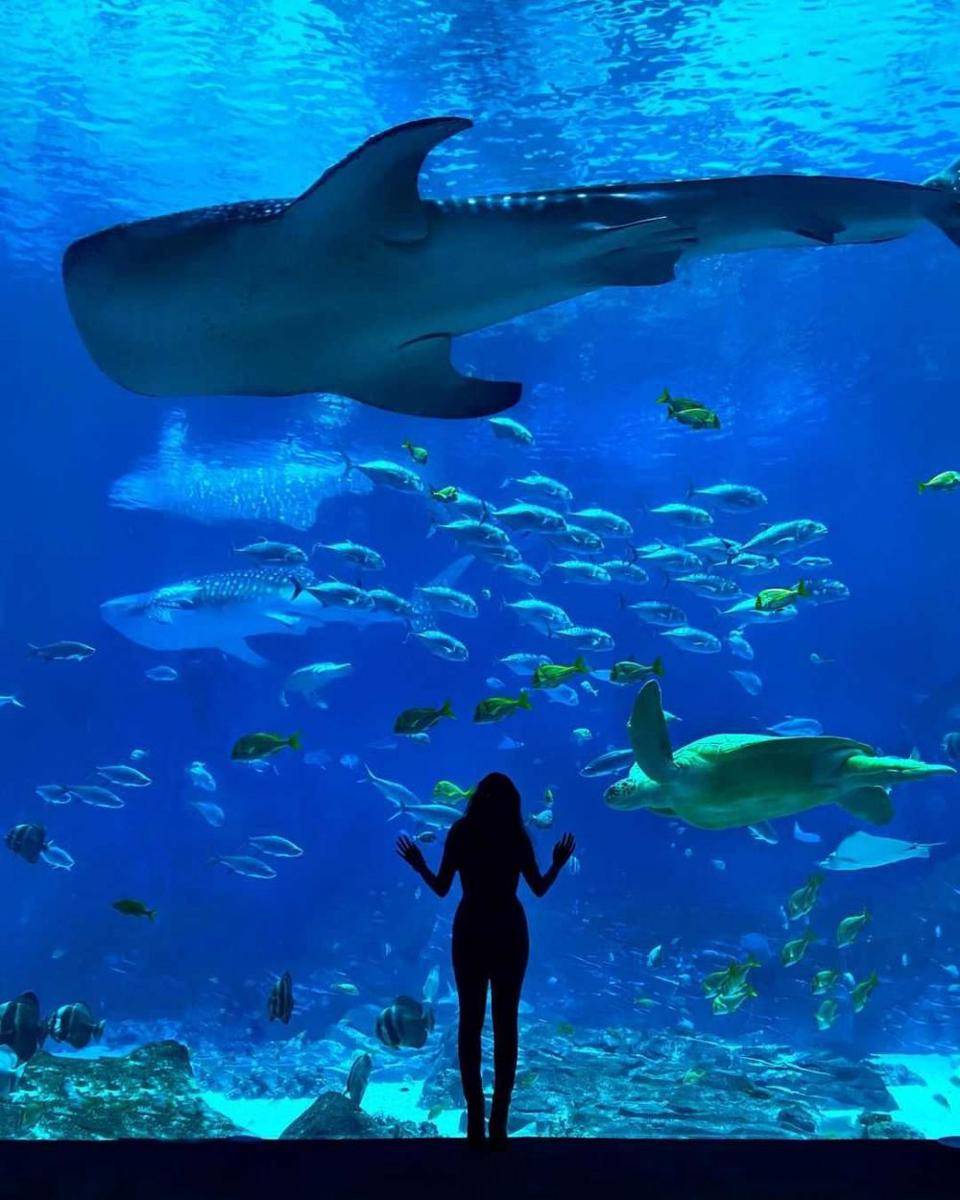 Georgia Aquarium (instagram.com/shahedak)