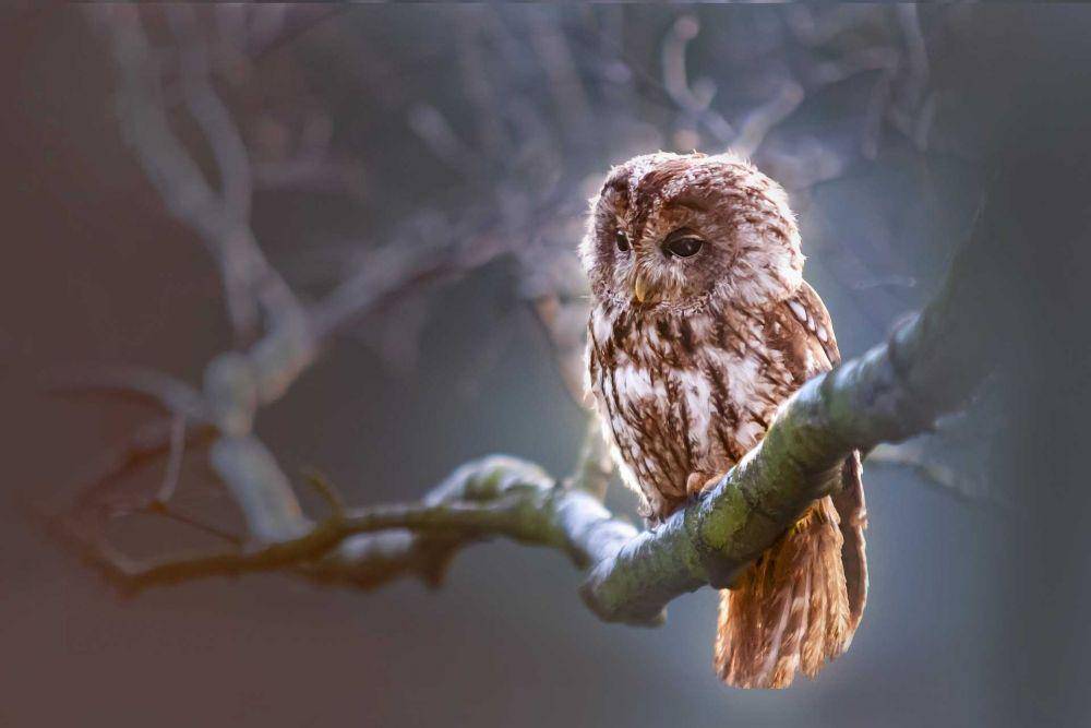ilustrasi burung hantu (pixabay.com/Lepale)