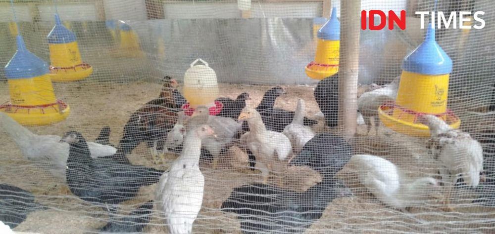 Budidaya Ayam Jawa Super Menjanjikan untuk Kuliner Ingkung