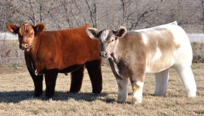 ilustrasi Iowa fluffy cow (usatoday.com)