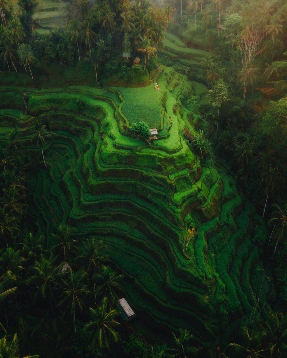 Tegallalang Rice Terrace (instagram.com/hidwii)
