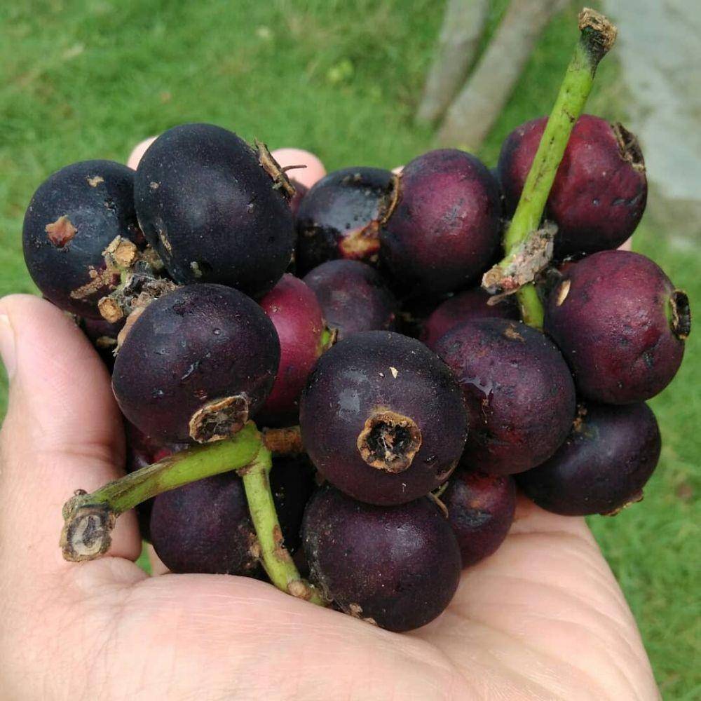 Buah gowok (instagram.com/ajun_exe)
