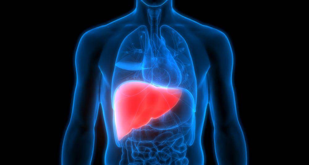 ilustrasi liver (gutmicrobiotaforhealth.com)