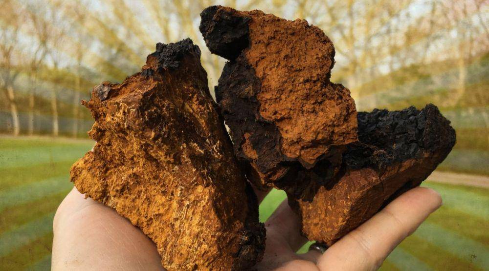 Jamur chaga (fungihealth.com)