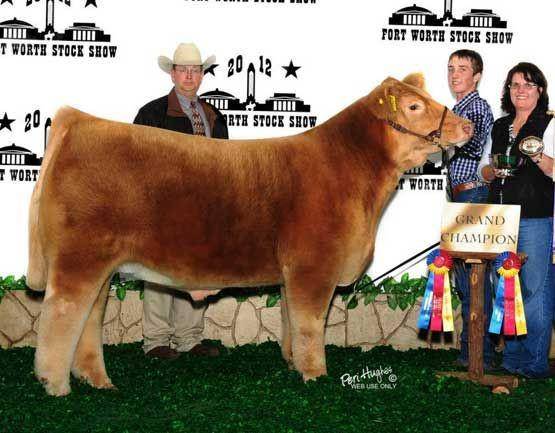 ilustrasi Iowa fluffy cow (theatlantic.com)