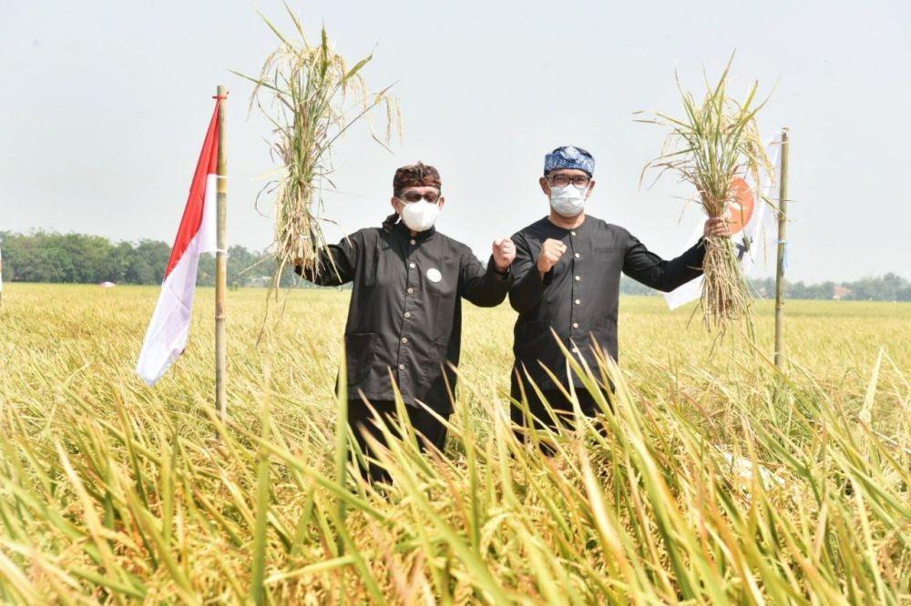 Ridwan Kamil dan Salim Segaf panen raya di karawang (dok. PKS)