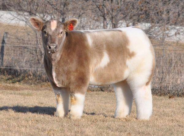 ilustrasi Iowa fluffy cow bernama Texas Tornado (today.com)