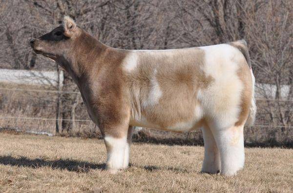ilustrasi Iowa fluffy cow (reddit.com)