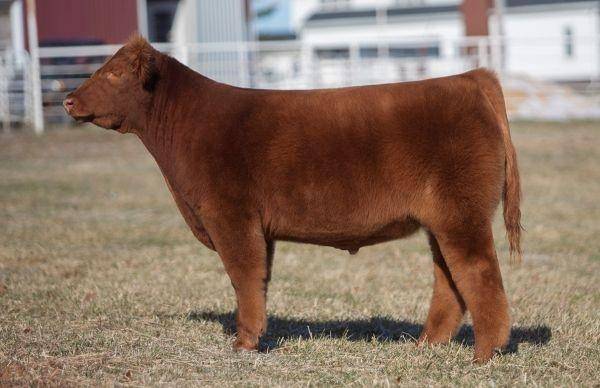 ilustrasi Iowa fluffy cow (lautnerfarms.com)