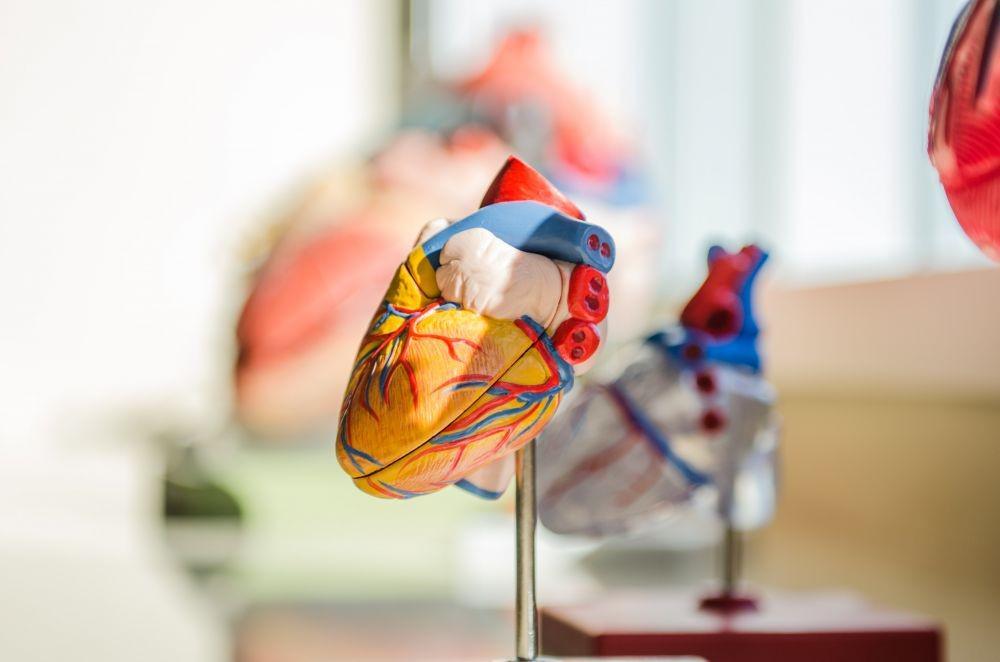 Katup Aorta Bikuspid, Kelainan Jantung Bawaan Paling Umum