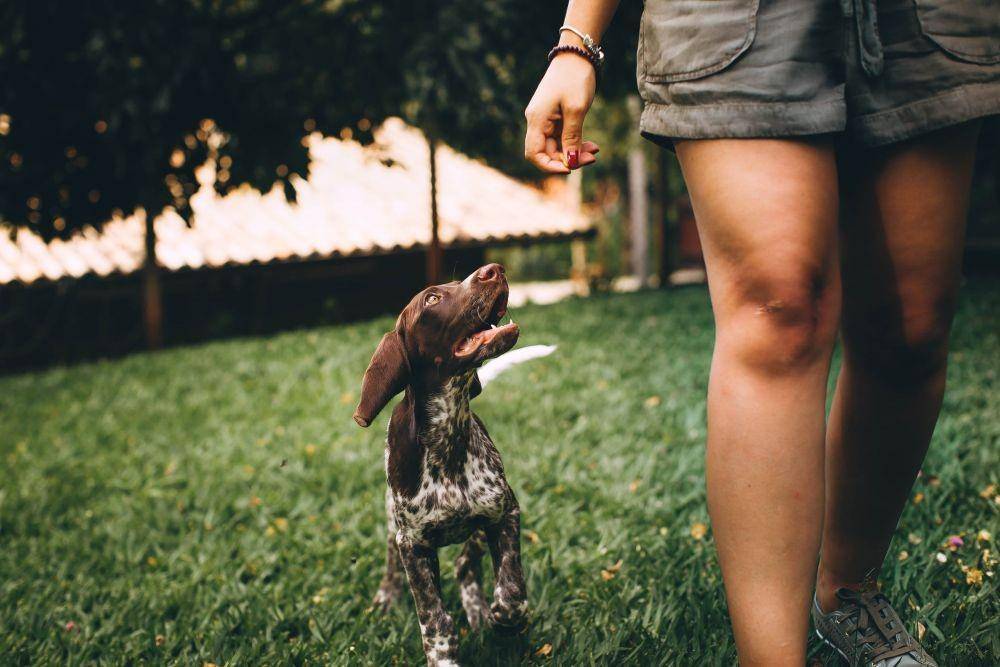 ilustrasi anjing (pexels.com/Helena Lopes)