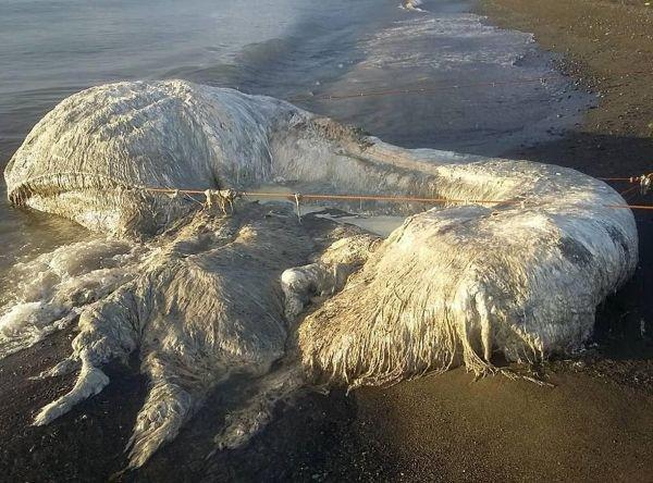 7 Makhluk Aneh yang Pernah Terdampar di Pantai, Bikin Heboh