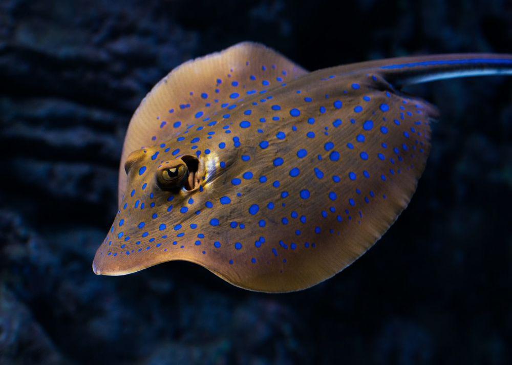 Ikan pari bisa menghasilkan listrik di punggungnya. (unsplash.com/David Clode)