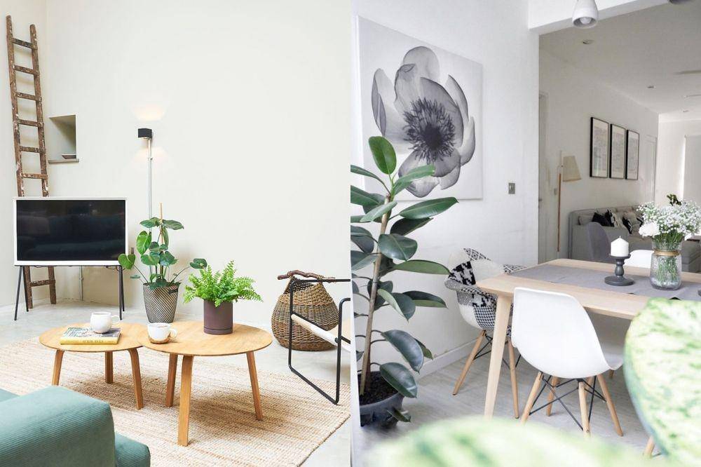 Tanaman untuk Dekorasi Rumah Modern Scandinavian (Berbagai Sumber)