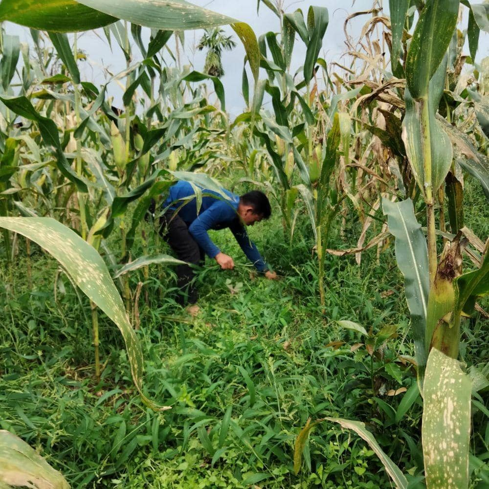 Petani jagung di Sumut (Dok.IDN Times/istimewa)