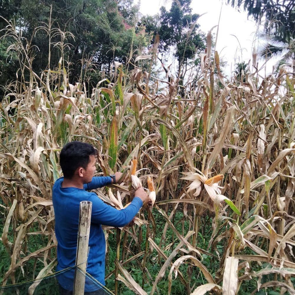 Petani jagung di Sumut (Dok.IDN Times/istimewa)