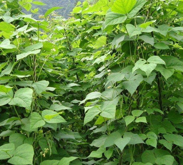 ilustrasi daun kacang merah (exportersindia.com)