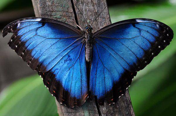 Blue Morpho (mrsnussbam.com)