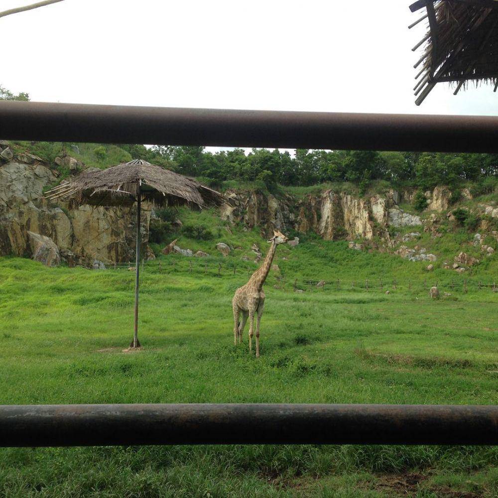 Naypyidaw Zoological Gardens & Safari Park (instagram.com/srchafreen)