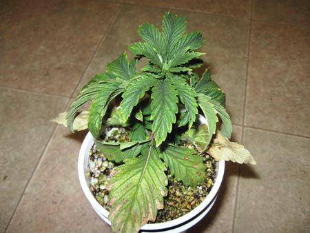 ilustrasi daun menguning (www.growweedeasy.com)