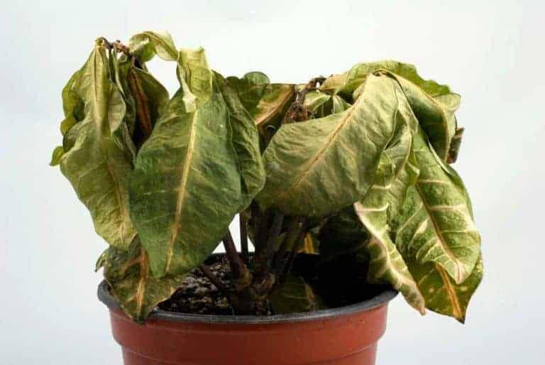 ilustrasi daun menguning (simplifygardening.com)