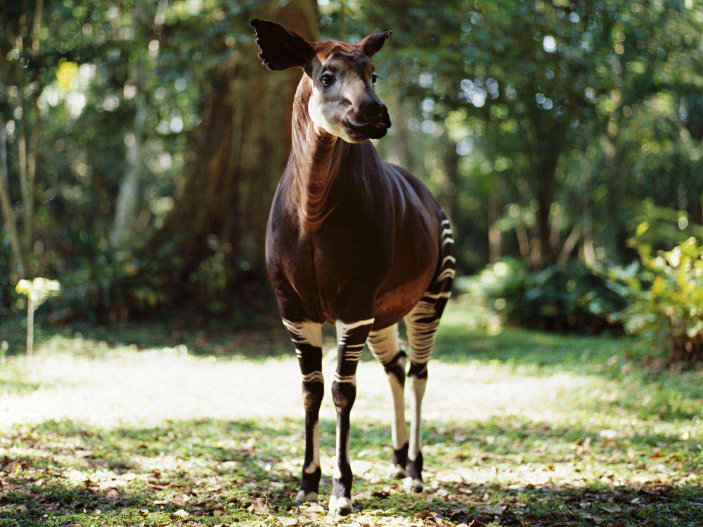 Okapi (treehugger.com)