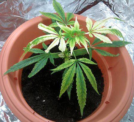 ilustrasi daun menguning (www.growweedeasy.com)