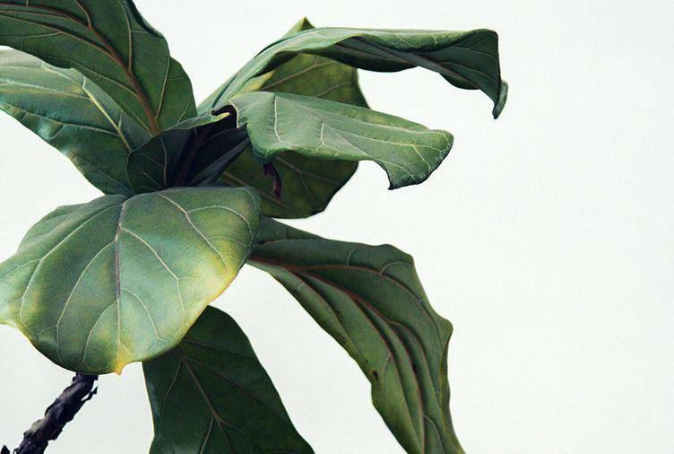ilustrasi daun menguning (www.hgtv.ca/)