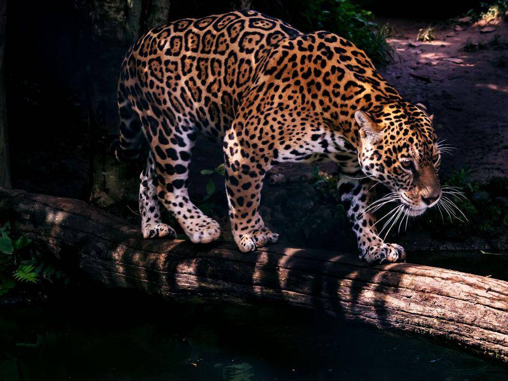 Jaguar (wired.com)