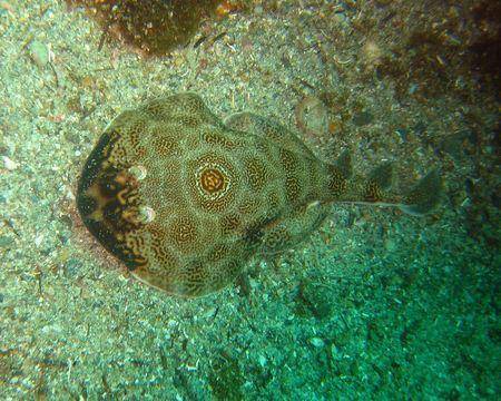 ocellated electric ray (eol.org/Steve Ryan)