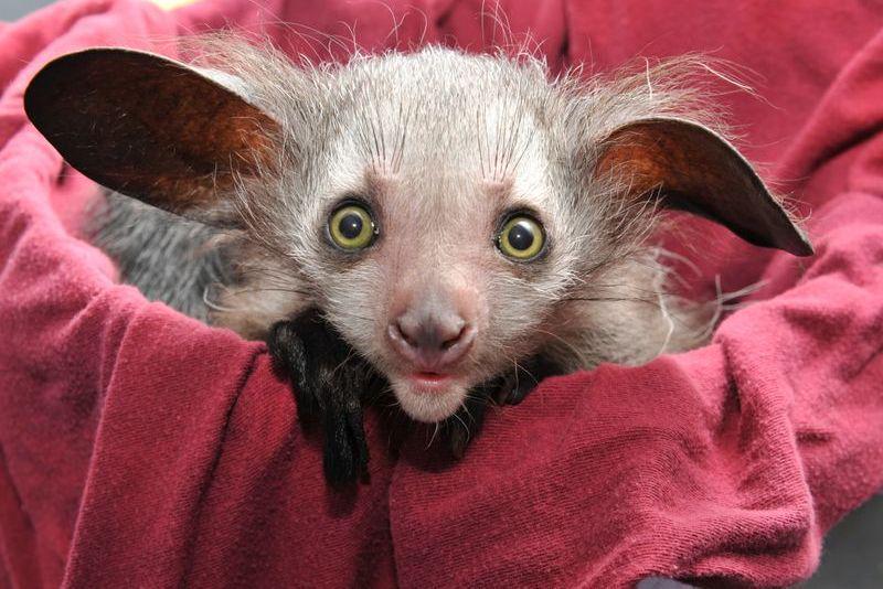 seekor aye-aye (zooborns.com)