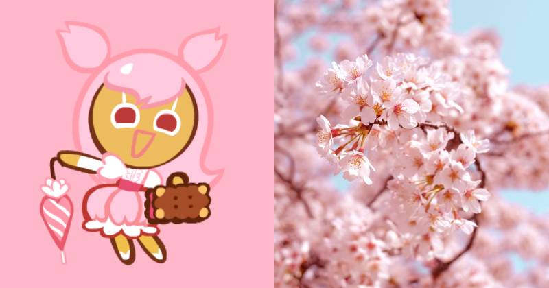 ilustrasi karakter Cherry Blossom Cookie (cookierun.fandom.com | unsplash.com/AJ)