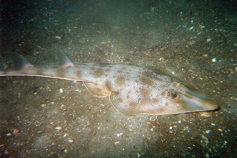 Atlantic guitarfish (commons.wikimedia.org/Dennis Matheson)