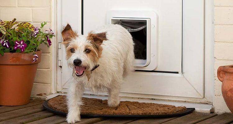 ilustrasi pet door (myjobquote.co.uk)