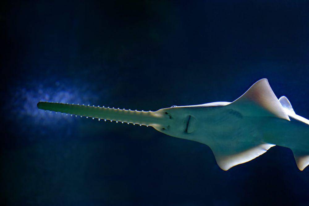 sawfish, salah satu keluarga pari-pari yang paling tidak biasa (unsplash.com/David Clode)