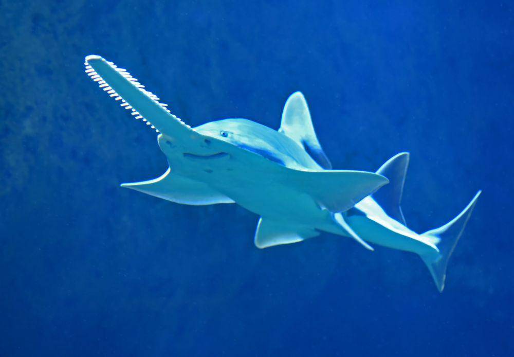 Largetooth sawfish (unsplash.com/David Clode)