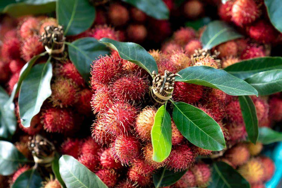 ilustrasi rambutan (pexels.com/Quang Nguyen Vinh)