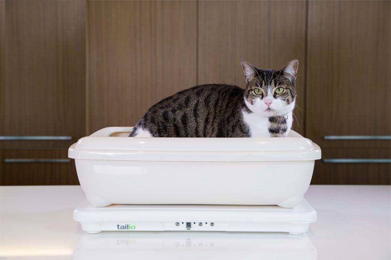 Tailio sistem monitor kesehatan kucing (consciouscat.net)