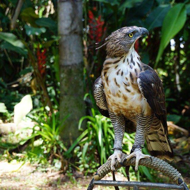 Philippine Eagle Center (instagram.com/thetravelingkit)