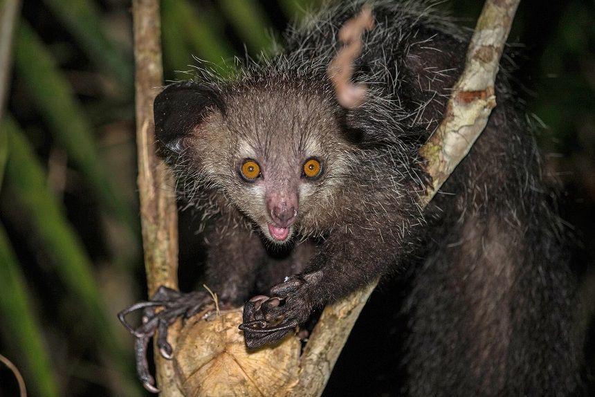 seekor aye-aye di dahan pohon (commons.wikimedia.org/nomis-simon)
