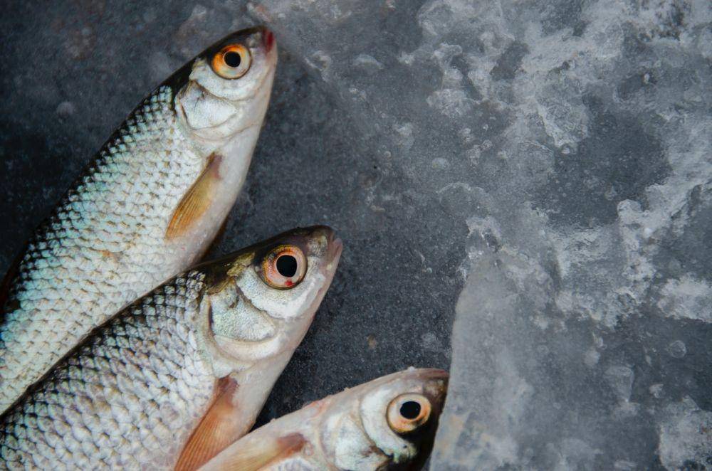 ilustrasi ikan segar (pexels.com/Alexander Zvir)
