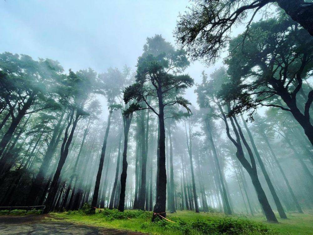 potret hutan yang berada di Pulau La Palma (instagram.com/lapalmaisland)
