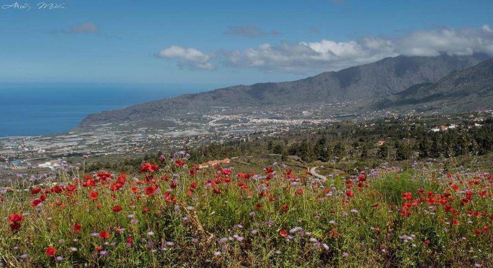 potret Pulau La Palma (instagram/alexisjmartin)