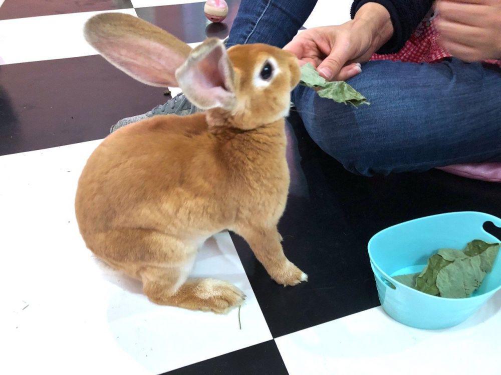 Bunny Cafe (japankawaiicoy.com)