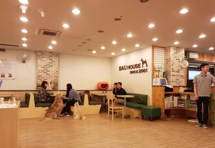 Animal Lovers Wajib ke Sini, 5 Kafe Hewan Unik di Korea Selatan