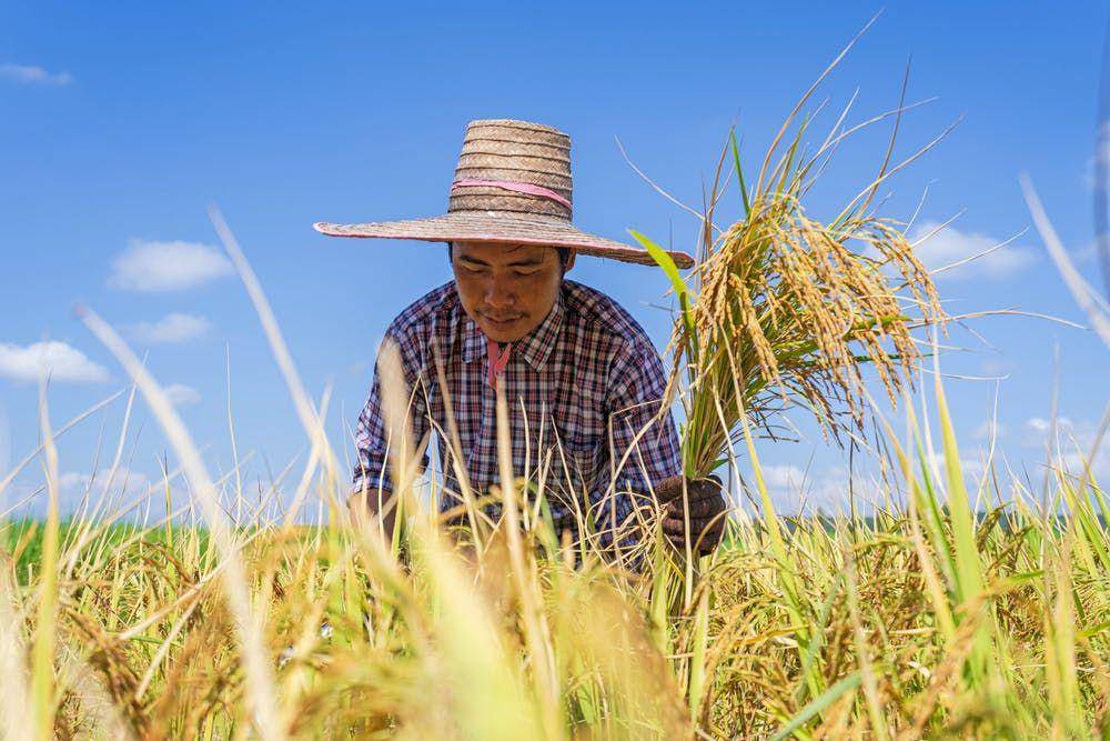 ilustrasi seorang petani memanen padi (Pexels.com/ Sorapong Chaipanya)
