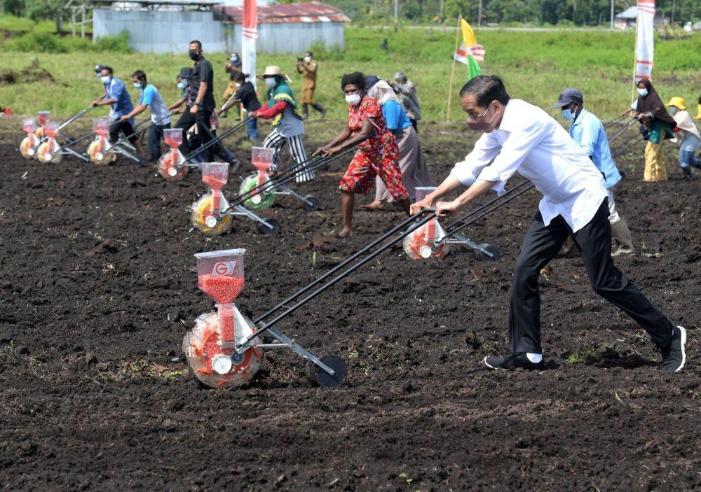 Presiden Jokowi menanam bibit di Kabupaten Sorong, Papua Barat (Dok.Biro Pers Kepresidenan)